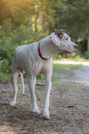 A white dog with a red collar standing on a dirt path in a forested area.