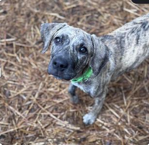A brindle puppy with a green collar standing on a bed of wood chips, looking up with big, expressive eyes.