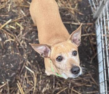 Gracie, Dachshund / Beagle, adult, available for adoption