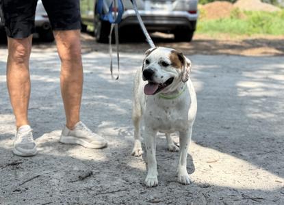 Henley, Beagle / English Bulldog, adult, available for adoption