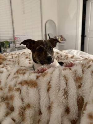 Jenny, Labrador Retriever, young, available for adoption