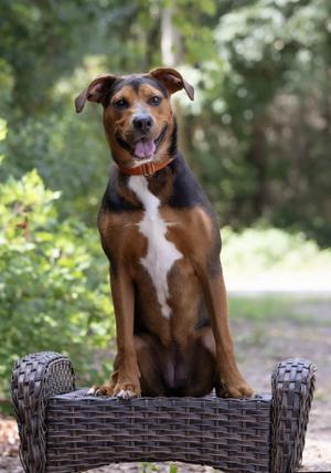Coco, Rottweiler, puppy, available for adoption