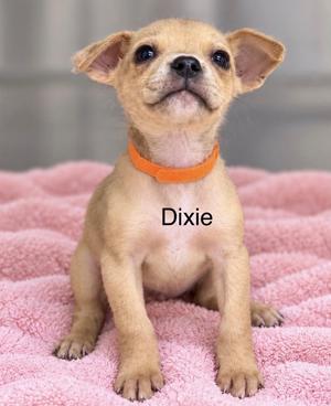 A small brown puppy with large ears and an orange collar sitting on a pink blanket. The puppy is named Dixie.