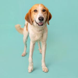 A medium-sized dog with white and tan fur stands against a teal background, looking at the camera with its mouth slightly open.