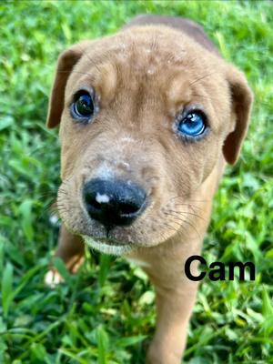 Cam, Catahoula Leopard Dog, puppy, available for adoption