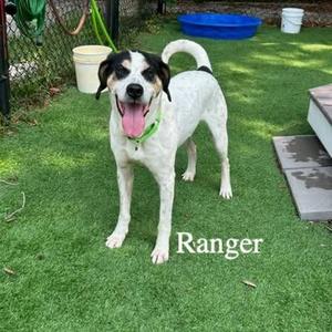 Ranger, Bluetick Coonhound, adult, available for adoption