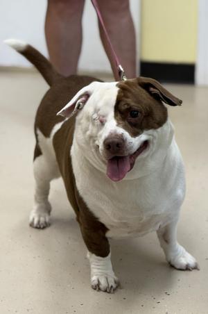 Chance, Dachshund / Corgi, adult, available for adoption