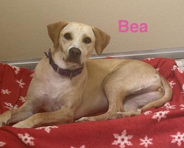 Bea, Labrador Retriever, adult, available for adoption