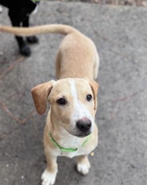 A light brown dog with a white face and chest, wearing a green collar, standing on a paved surface.
