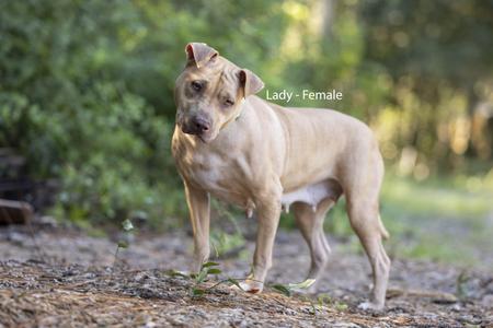 A light-colored female dog standing on a dirt path in a wooded area.