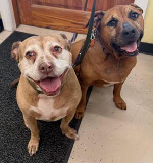 Bella, Bulldog, senior, available for adoption