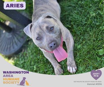 Aries, Pit Bull Terrier, young, available for adoption