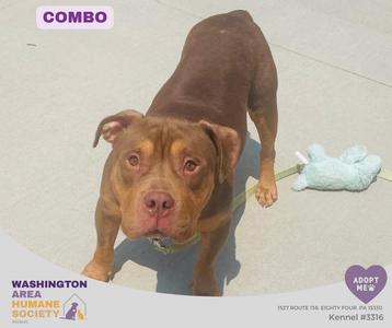 A brown dog standing on a concrete surface, looking directly at the camera. The dog has a muscular build and floppy ears. There is a light blue plush toy on the ground behind the dog. The image includes text overlays for the Washington Area Humane Society and an adoption message.