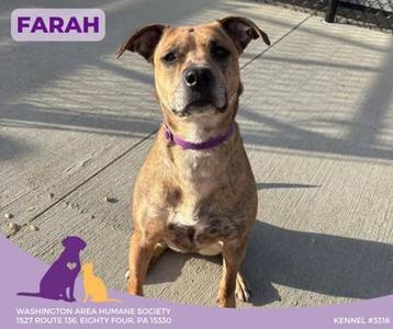 Farah, Terrier, adult, available for adoption