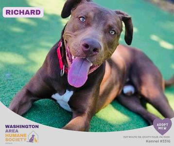 Richard, Pit Bull Terrier / Chocolate Labrador Retriever, adult, available for adoption