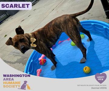Scarlett, Pit Bull Terrier, young, available for adoption