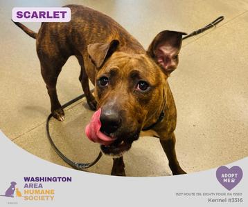 Scarlett, Pit Bull Terrier, young, available for adoption