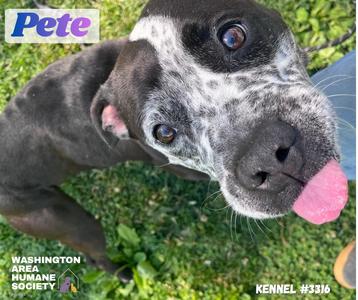 Pete, American Bully, adult, available for adoption