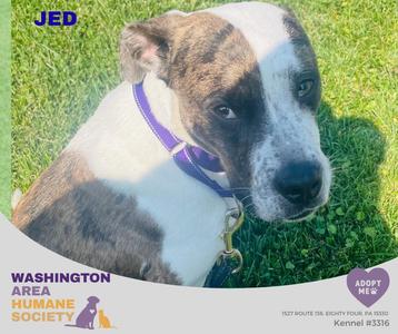 Jed, Pit Bull Terrier, young, available for adoption