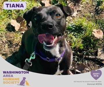 Tiana, Pit Bull Terrier, adult, available for adoption
