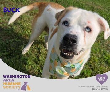 Buck, Siberian Husky, senior, available for adoption