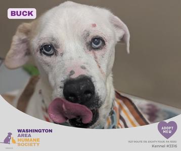 A white dog with a black nose and blue eyes, named Buck, is shown with its tongue out. The image is from the Washington Area Humane Society, and it includes a purple heart with the text "Adopt Me!" and the kennel number 3316.