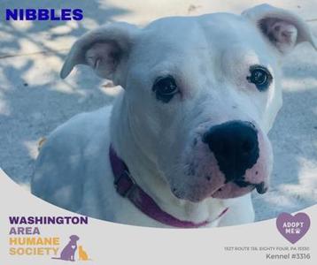 Nibbles, Pit Bull Terrier, adult, available for adoption