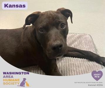 Kansas, Pit Bull Terrier, puppy, available for adoption