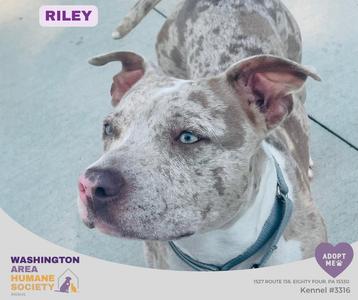 A dog with a spotted coat and blue eyes, wearing a collar, looking to the side. The text on the image reads "RILEY" at the top, "WASHINGTON AREA HUMANE SOCIETY" at the bottom left, and "ADOPT ME!" with a heart symbol at the bottom right. The background is a light-colored surface.