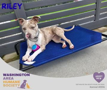 Riley, Pit Bull Terrier, adult, available for adoption