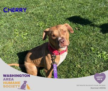 Cherry, Pit Bull Terrier, young, available for adoption