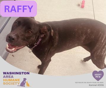 Raffy, Pit Bull Terrier, young, available for adoption