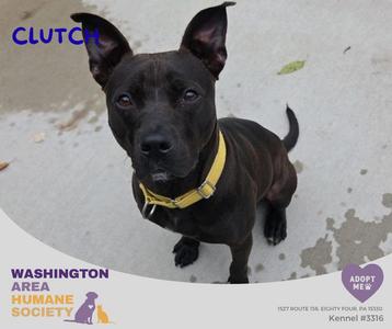 Clutch, Terrier / Pit Bull Terrier, adult, available for adoption