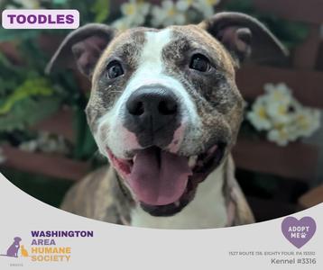 Toodles, Pit Bull Terrier, adult, available for adoption