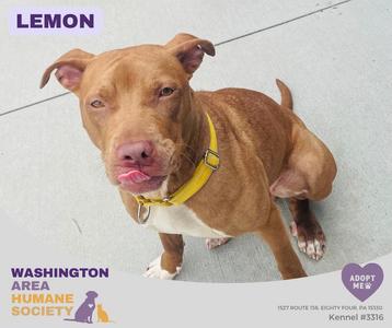 Lemon, Pit Bull Terrier, young, available for adoption