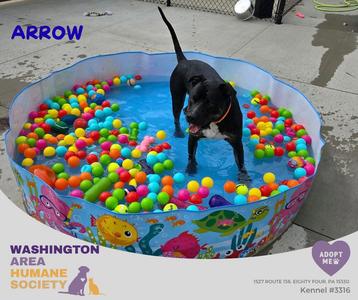 Arrow, Terrier, adult, available for adoption