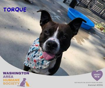 Torque, Pit Bull Terrier, adult, available for adoption