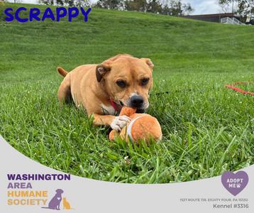 Scrappy, American Bully, senior, available for adoption