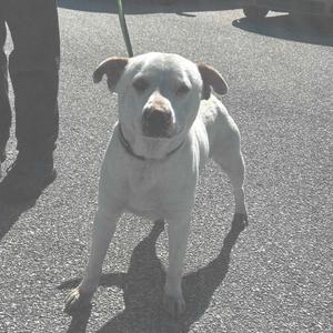 A white dog with floppy ears standing on a paved surface, looking directly at the camera.