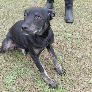 A black dog with white markings on its face and paws is sitting on grass. A person wearing black boots stands behind the dog.