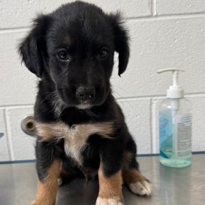 Pup 1, Mixed Breed (Small), young, available for adoption