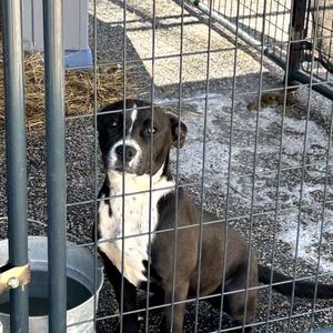 Sally, Terrier, Pit Bull, adult, available for adoption