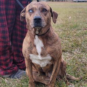 A brown and white dog with blue eyes sitting on grass next to a person wearing plaid pants.