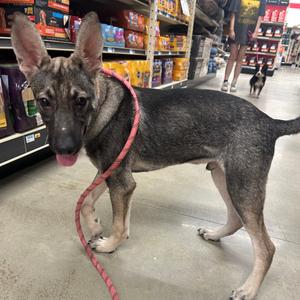 Dobby, Mixed Breed (Medium), young, available for adoption