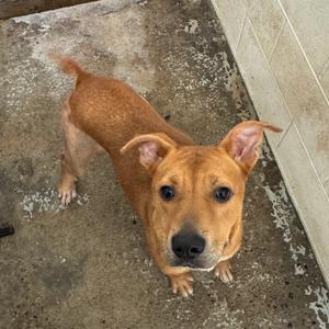 A brown dog with perked ears standing on a concrete surface, looking up at the camera.