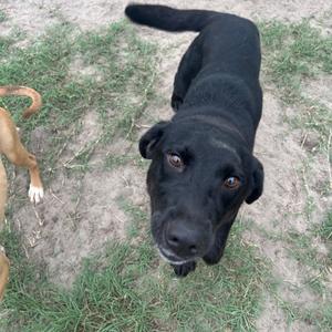 A black dog with a shiny coat is standing on a patch of grass and dirt, looking up at the camera with its ears perked up. The dog has a long tail and a white patch on its front paw. Another dog's leg is visible on the left side of the image.
