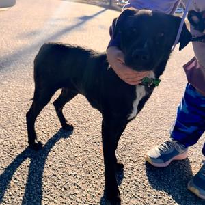 Jenny, Shepherd, adult, available for adoption
