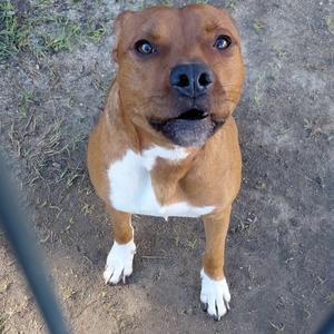 A brown and white dog with a black nose and expressive eyes, standing on a dirt ground.