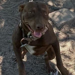a brown dog with a white patch on its chest standing on a sandy surface
