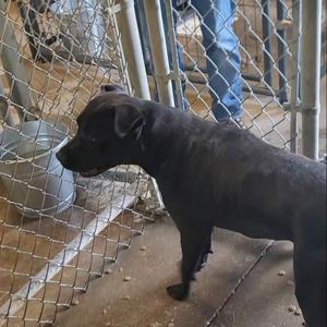 black dog standing in a cage
